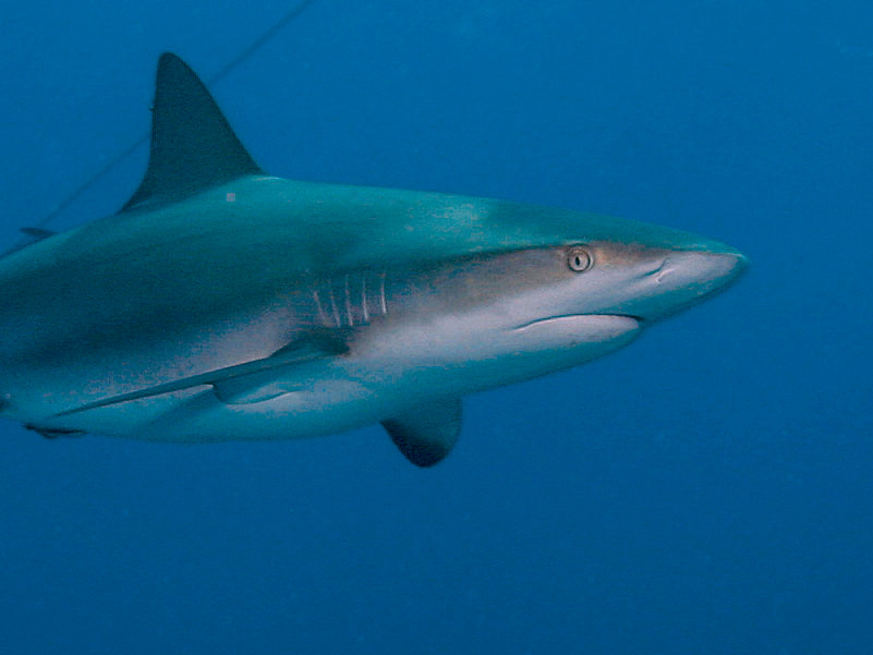 Face to Face with a Caribbean Reef Shark near Danger Cay in the Exumas