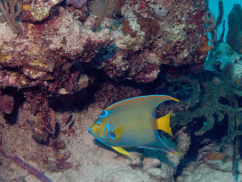 Adult Queen Angelfish at Basketstar Reef in the Exumas