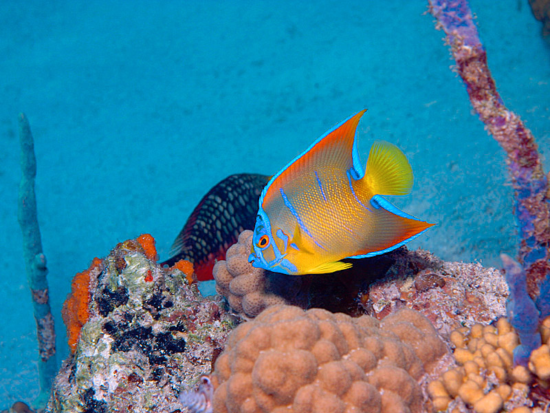 Baby Queen Angelfish at Basketstar Reef in the Exumas