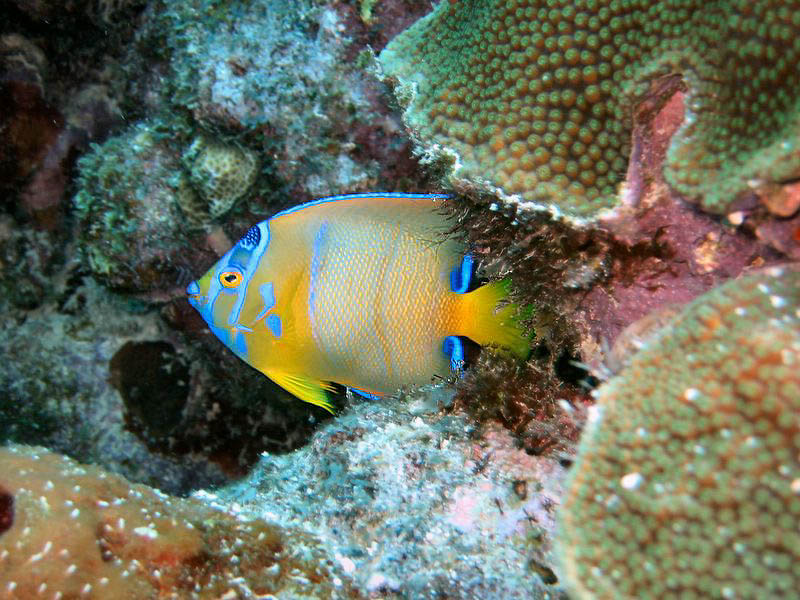 Older Juvenile Queen Angelfish near Curacao