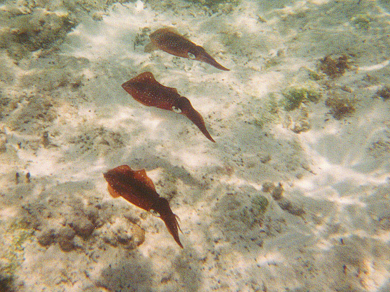 Caribbean Reef Squid Hunting in Formation