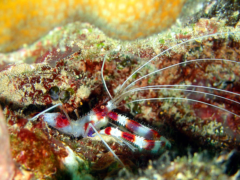 Banded Coral Cleaning Shrimp in The Exumas