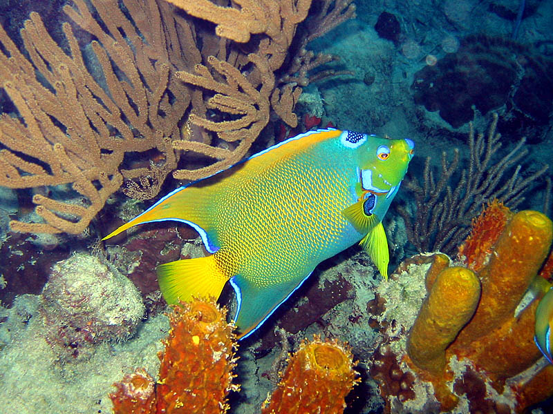 Adult Queen Angelfish