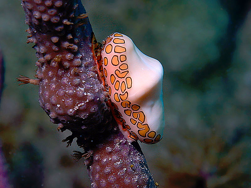 Flamingo-Tongue Snail Devours Sea Rod Coral Polyps