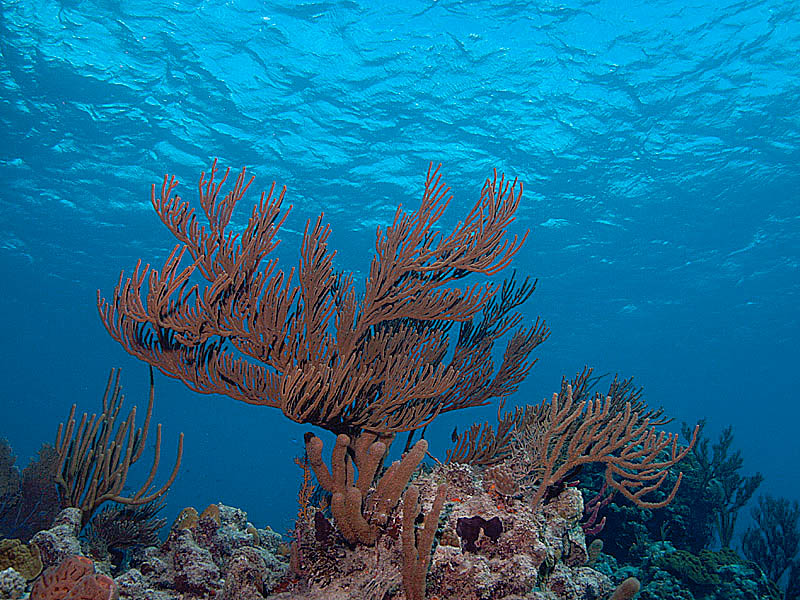 Sea Rod Coral Colony Perched Below Blue-Water Canopy