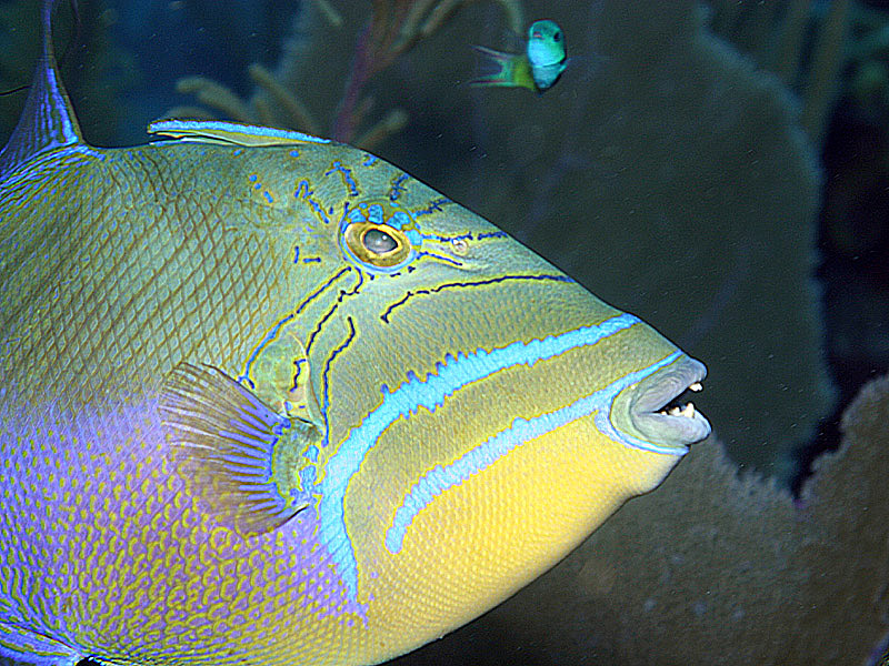 Queen Triggerfish Bares its Teeth at Donna's Delight