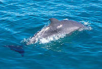 Bimini's Spotted Dolphins