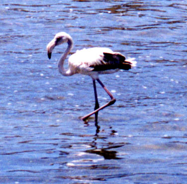 Juvenile Flamingos are Gray