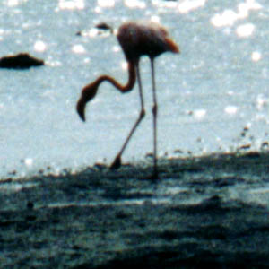 Adult Flamingo at Sunset in Goto Meer