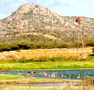 Flamingos