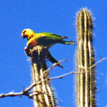 Pair of Parakeets atop Cactus
