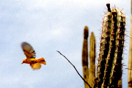 Bird in Flight