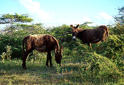 Donkeys on the Bluff near the Imperial Lighthouse