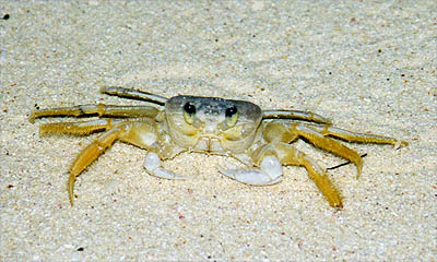 Ghost Crab on the Beach