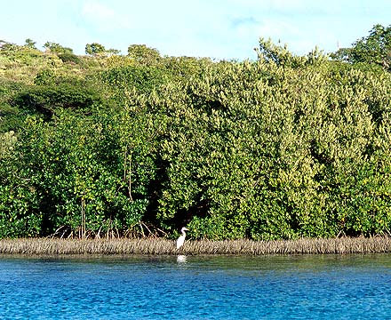 Great Egret hunts in Mangroves at North Creek