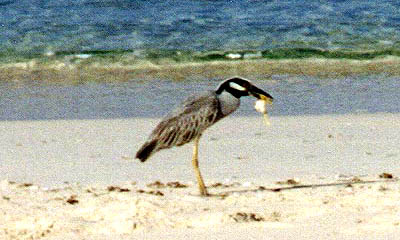 Night Heron is a Ghost Catcher