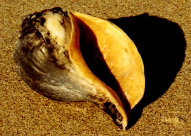 Conch Shell