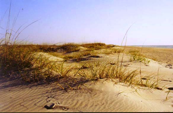 Cape Lookout Dunes