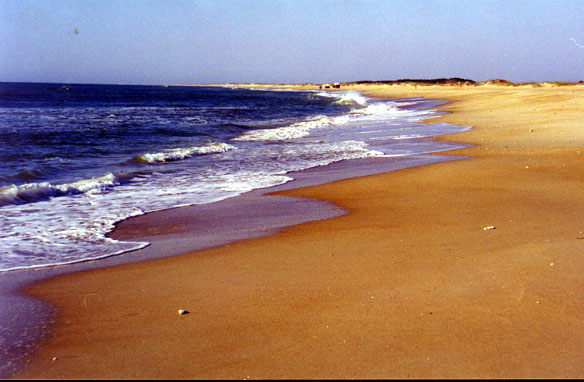 Cape Lookout Shoreline