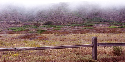 Point Loma Coastal Sage Scrub Habitat