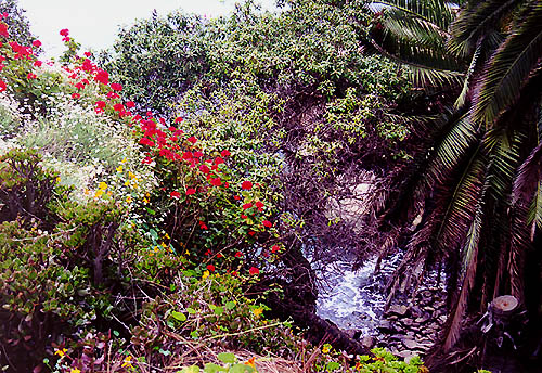 A Ravine leading into La Jolla Cove