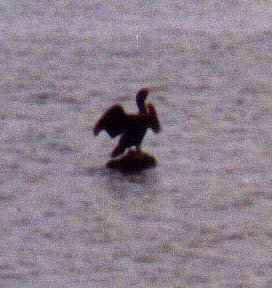 A Cormorant dries its wings.