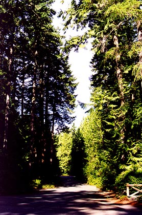 Forest road at Scenic Beach.