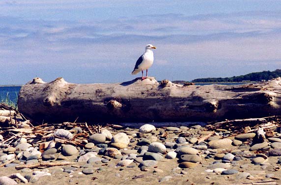 Western Gull on driftwood log.