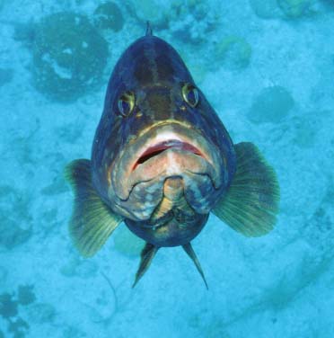 A Nassau Grouper named Alexander