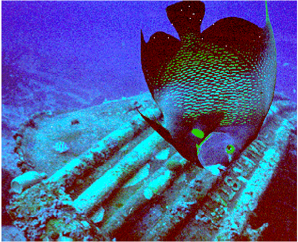 French Angelfish