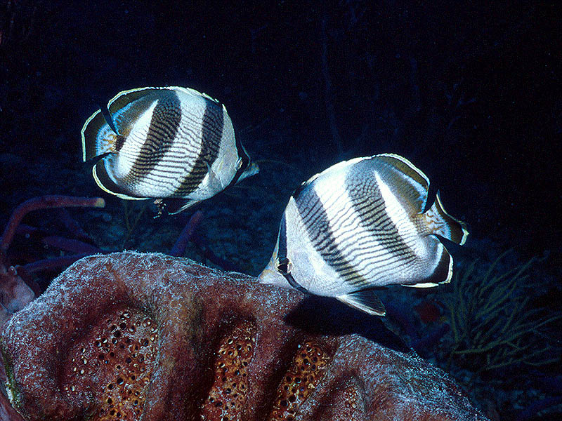 Banded Butterflyfish