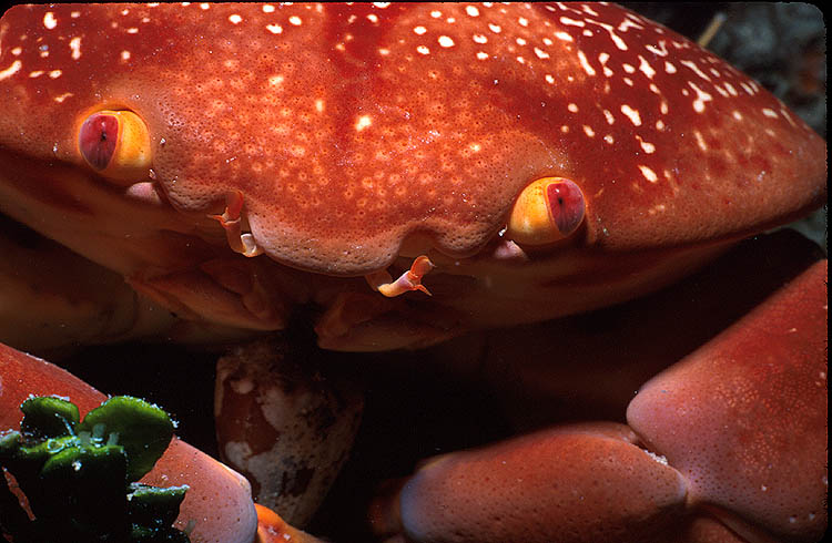 Batwing Coral Crab