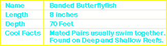 Banded Butterflyfish Info