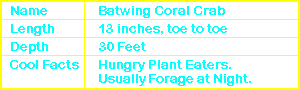 Batwing Coral Crab Info