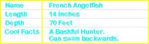 French Angelfish Info
