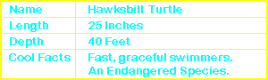 Hawksbill Turtle Info