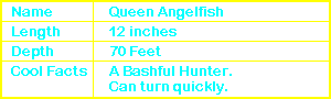 Queen Angelfish Info