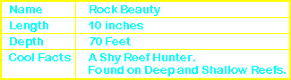 Rock Beauty Angelfish Info