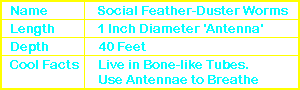 Social Feather-Duster Worms Info