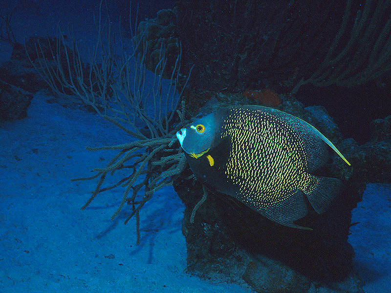 French Angelfish