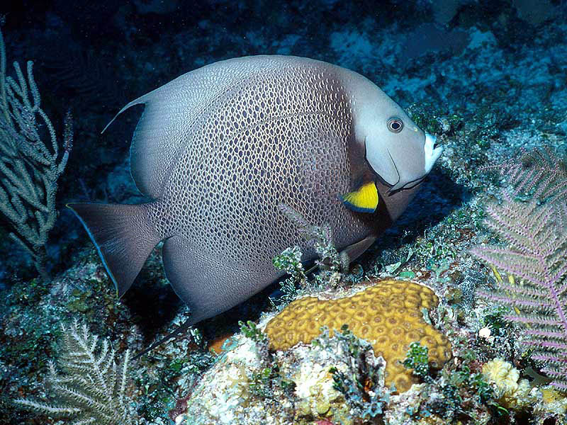 Gray Angelfish