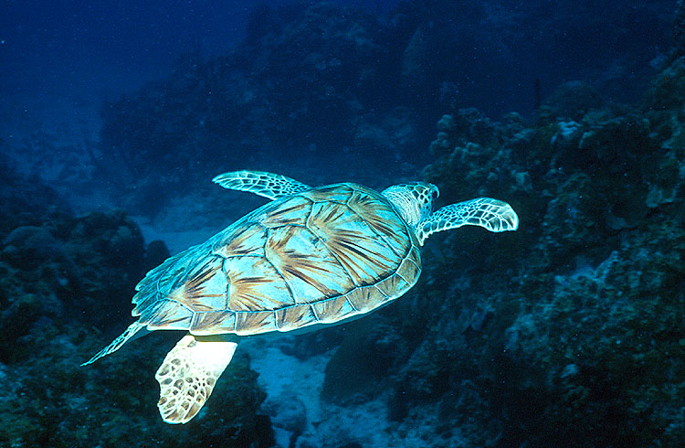 Hawksbill Turtle