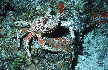 King Crab