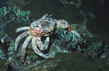 King Crab eating Algae