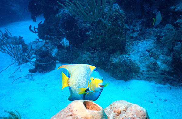 A Mated Pair of Queen Angelfish