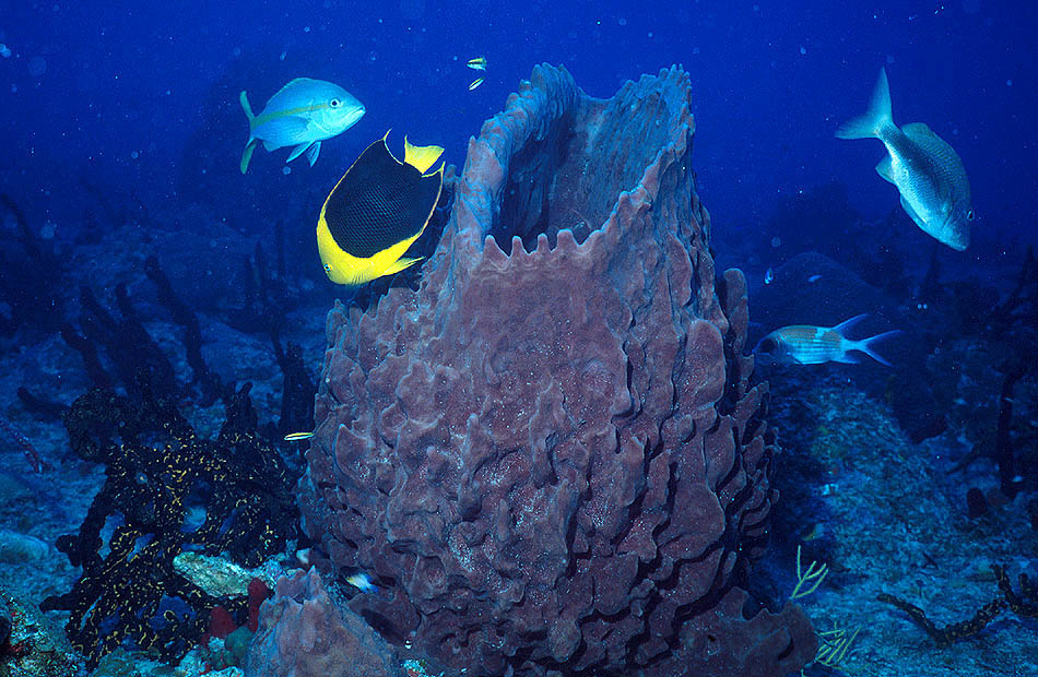 Rock Beauty Angelfish