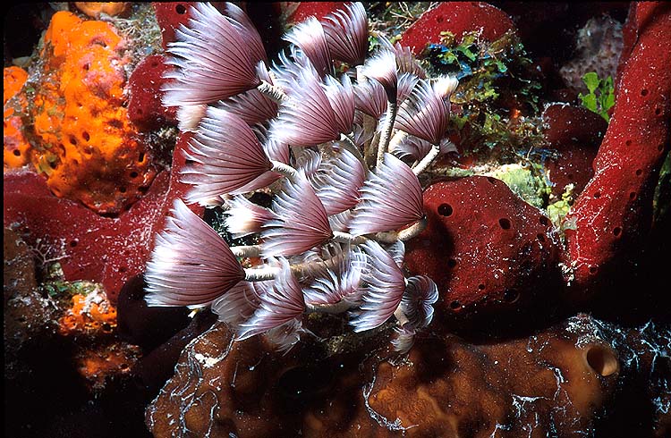 Social Feather-Duster Worms