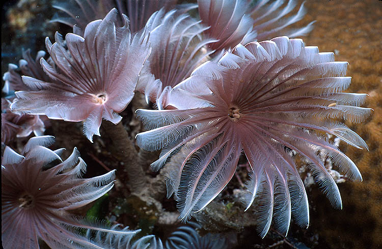 Close-up of Social Feather-Duster Worms