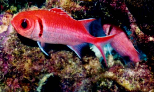 Blackbar Soldierfish