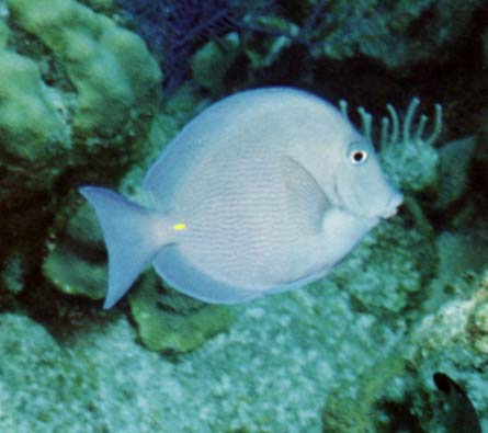 Blue Tang